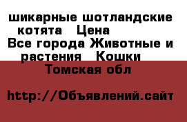 шикарные шотландские котята › Цена ­ 15 000 - Все города Животные и растения » Кошки   . Томская обл.